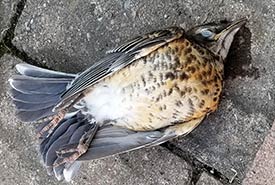 This American robin was an unfortunate victim of a window strike (Photo by Wendy Ho/NCC staff)