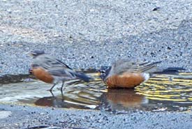 Two American robins refusing to share a puddle (Photo by Janis Turner)