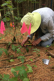 Amy Wiedenfeld measuring spotted wintergreen (Photo by NCC)