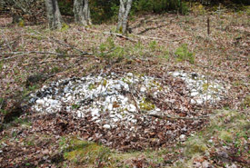 An ancient shell midden in Port Joli. The clam shells on the surface indicate the site was previously damaged by artifact collectors. (Photo by Matthew Betts/Canadian Museum of History)