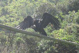 Conservation of Andean condors requires a multifaceted strategy. (Photo by Carissa Wasyliw)