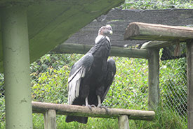 Andean condor at the Galo Plaza Lasso Foundation. (Photo by Carissa Wasyliw)