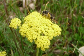 Mining bee on spring gold (Photo by Elizabeth Elle)