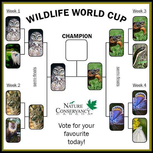 Wildlife World Cup finals bracket (made by NCC)