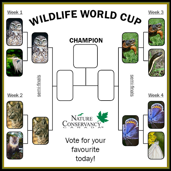 Wildlife World Cup semi-finals bracket (made by NCC) 