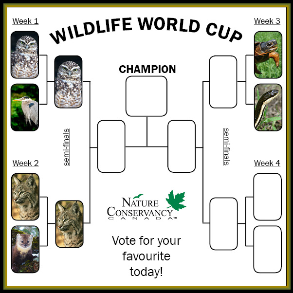 Wildlife World Cup Week 3 bracket (made by NCC)