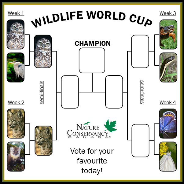 Wildlife World Cup Week 4 bracket (made by NCC) 
