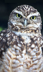 Burrowing Owl (Photo by Tony Hisgett)