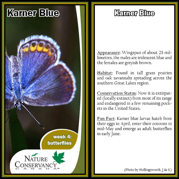 Wildlife World Cup karner blue card (made by NCC)