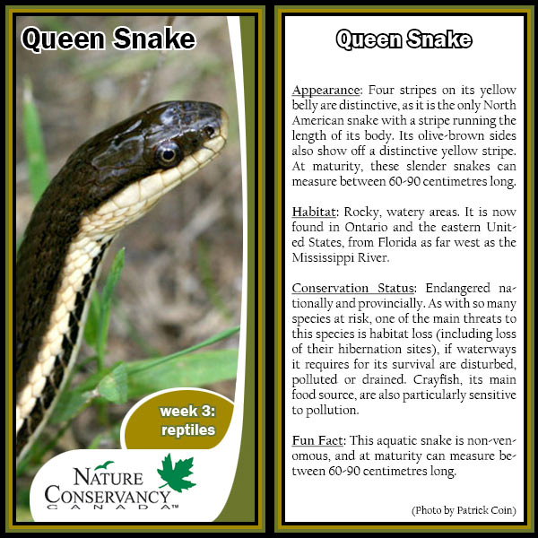 Wildlife World Cup queen snake card (made by NCC)