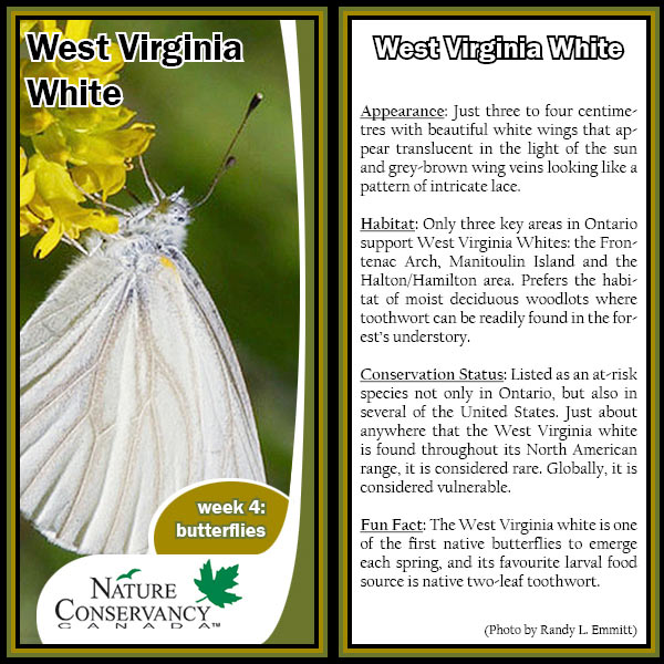 Wildlife World Cup West Virginia white card (made by NCC)