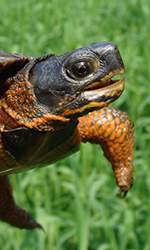 Wood Turtle (Photo by Colin Osborn, USFWS)