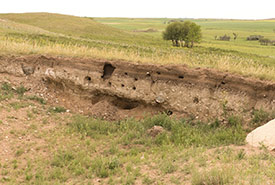 Mysterious animal-dug holes (Photo by Bill Armstrong)