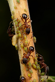 Incomplete ants in the genus Myrmica and aphids (Photo by Sean McCann, CC BY-NC 4.0)