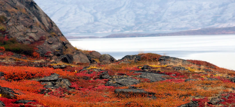 Autumn on the tundra (Photo by Carolyn Mallory)