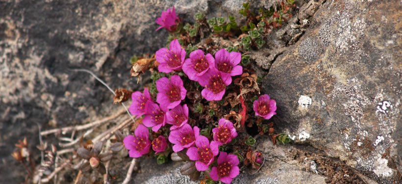 Purple saxifrage (Photo by Carolyn Mallory)