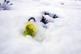 Arctic poppy in the snow (Photo by Teva Harrison)