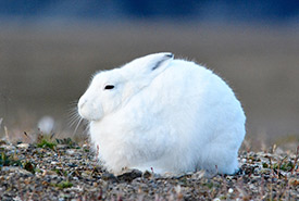 Arctic hare (Photo by Anthony B. Zerafa, CC BY-NC 4.0)