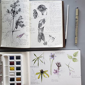 Pen doodles of foxglove beardtongue and purple martin bird banding with the Pelee Island Bird Observatory. Watercolour paintings of sweet cicely, gray-headed coneflower, stout blue-eyed grass, winged loosestrife and hog peanut. (Photo by Hashveenah Manoharan/NCC intern)