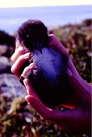 Me holding a young Atlantic puffin chick. (Photo by Laurel Bernard) 