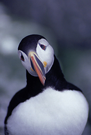 Atlantic puffins are curious birds. (Photo by Laurel Bernard) 