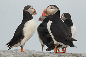 Atlantic puffins were numerous when we visitied and such a delight to watch (Photo by Yves Cheung)