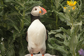 With plumage that resemble a black tuxedo over a white dress shirt during breeding season and a big, colourful bill, puffins give the impression of a sharply dressed fellow. (Photo by Yves Cheung)