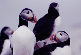 Atlantic puffins (Photo by Laurel Bernard/NCC staff) 