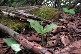 Auricled twayblade (Photo by Mike Bryan)