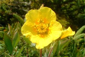 Eastern mountain avens (Photo by June Swift)