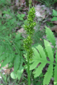 Awl-fruited sedge (Photo by Brenda van Sleeuwen) 