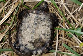 A baby snapping turtle, estimated to have hatched the morning when this photo was taken, spotted travelling from a busy four-lane road in Newmarket, Ontario. (Photo by Aileen Barclay, program manager for Oak Ridges Moraine Land Trust and forest education specialist with the Regional Municipality of York)