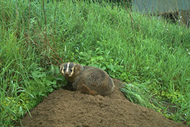 A badger at its burrow. (Photo by J. Sayers, Ontario Badger Project)