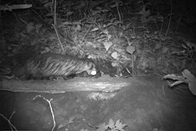 Badgers are carnivorous. This one is bringing back an egg. (Photo by J. Sayers, Ontario Badger Project)