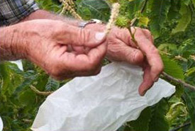 Attaching bags to American chestnut tree to collect pollen (Photo by CCC)