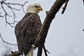 Bald eagle (Photo by ken_simonite, CC BY-NC 4.0)
