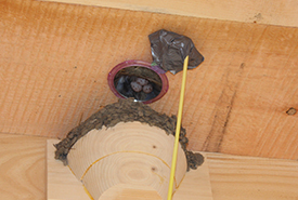 Three barn swallow eggs spotted during a nest check in spring 2014! The nest cup edges and interior area are built up with mud pellets and beautifully lined with feathers. (Photo by Carolyn Zanchetta)