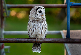 A barred owl perched on scaffolding on a roof that’s being re-done. (Photo by Rebecca Clarke)