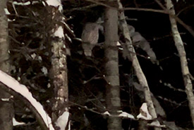 Barred owl at night (Photo by Quincin Chan/NCC staff)