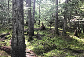 A lush, green forest in BC’s south-central interior. (Photo by Natasha Overduin)