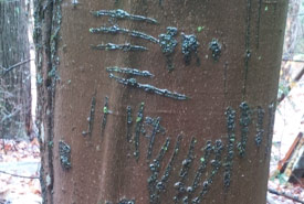 Bear claw marks on a beech tree (Photo by Brooks Greer)