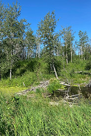 Beaver damming activity, Collins Property, AB. (Photo by NCC)