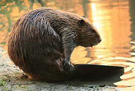 Beaver (Photo by Cheryl Reynolds)