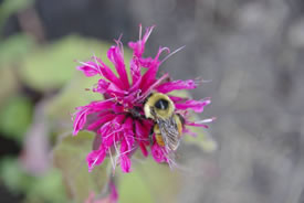 Bee balm (Photo by NCC)