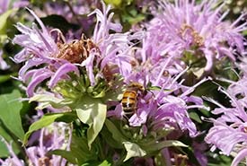 A bee on wild bergamot plant (Photo by Gayle Roodman/NCC)