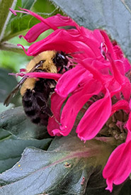 Bee on a beebalm plant (Photo by Jaimee Morozoff/NCC staff)