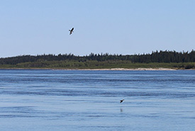Belted kingfishers navigating the shores of La Grande Rivière, near the community of Chisasibi (Photo by NCC)