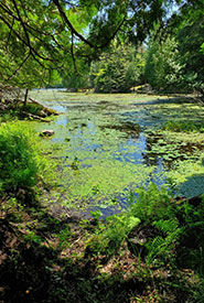 Benson Lake wetland in the Frontenac Arch, ON (Photo by NCC)