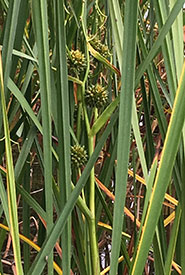 Big bur-reed (Photo by Shirley Humphries)