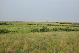 Big Valley planting site (Photo by NCC)